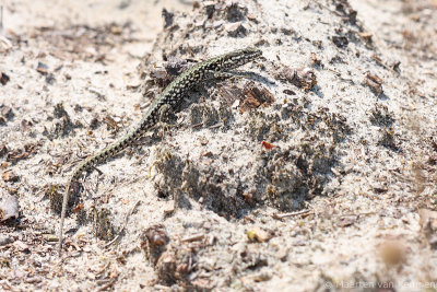 Viviparous lizard (Zootoca vivipara)