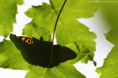 Silver-washed fritillary (Argynnis paphia)