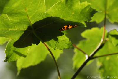 Silver-washed fritillary (Argynnis paphia)