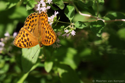 Silver-washed fritillary (Argynnis paphia)