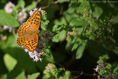 Silver-washed fritillary <BR>(Argynnis paphia)