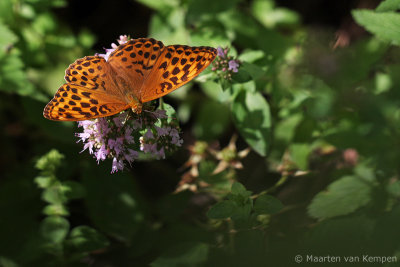 Silver-washed fritillary (Argynnis paphia)