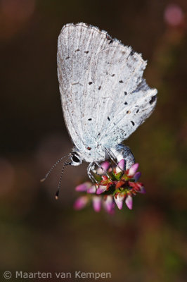 Holly blue (Celastrina argiolus)