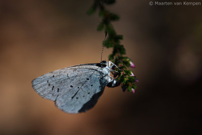 Holly blue (Celastrina argiolus)