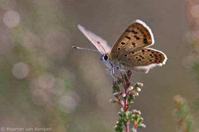 Sooty copper (Lycaena tityrus)