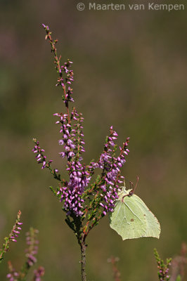 Brimstone (Gonepteryx rhamni)