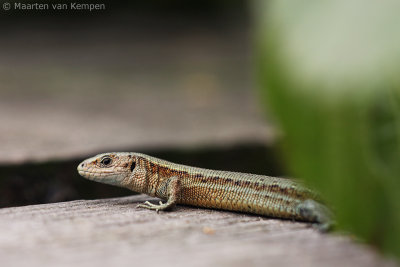 Viviparous lizard (Zootoca vivipara)