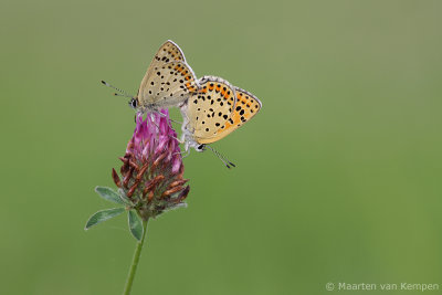Sooty copper(Lycaena tityrus)
