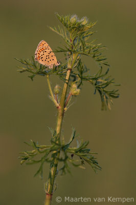 Sooty copper(Lycaena tityrus)