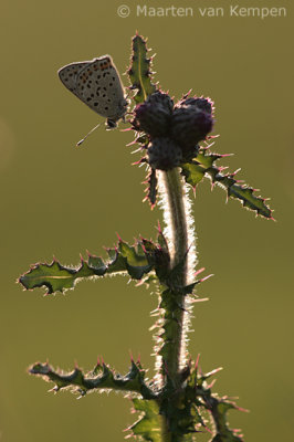 Sooty copper(Lycaena tityrus)