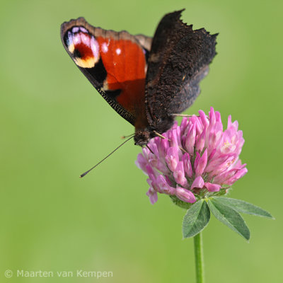 Peacock butterfly (Inachis io)