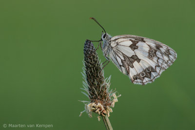 Marbled white (Melnargia galathea)