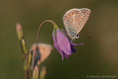 Common blue (Polymmatus icarus)