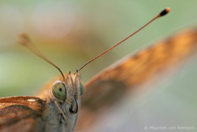 Silver-washed fritillary (Argynnis paphia)