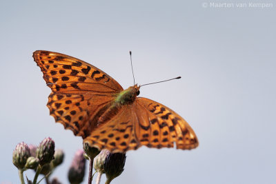 Silver-washed fritillary (Argynnis paphia)