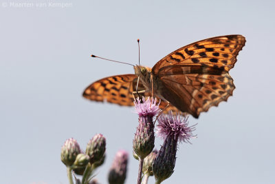 Silver-washed fritillary (Argynnis paphia)