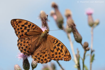 Silver-washed fritillary (Argynnis paphia)