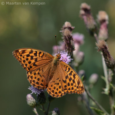 Silver-washed fritillary (Argynnis paphia)