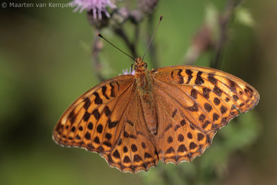 Silver-washed fritillary (Argynnis paphia)