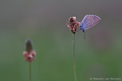 Mazarine blue (Cyaniris semiargus)