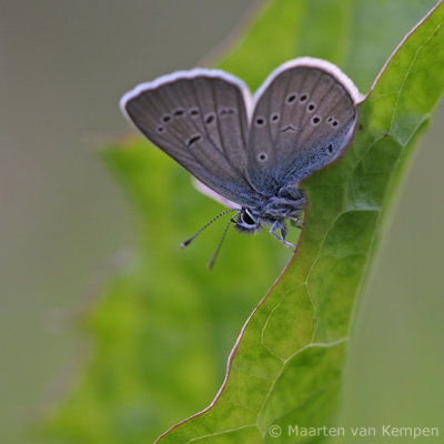 Mazarine blue <BR>(Cyaniris semiargus)