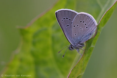 Mazarine blue (Cyaniris semiargus)