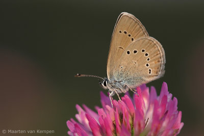 Mazarine blue (Cyaniris semiargus)