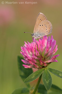 Mazarine blue (Cyaniris semiargus)