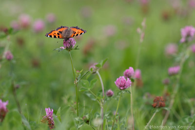 Small turtoiseshell (Aglais urticae)