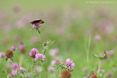 Small turtoiseshell (Aglais urticae)