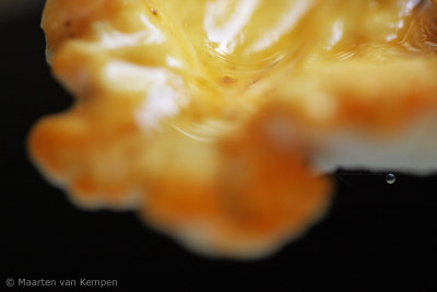 Chicken of the woods (Laetiporus sulphureus)