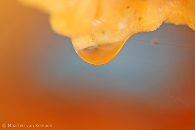 Chicken of the woods (Laetiporus sulphureus)