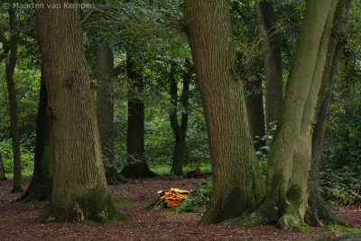 Chicken of the woods (Laetiporus sulphureus)