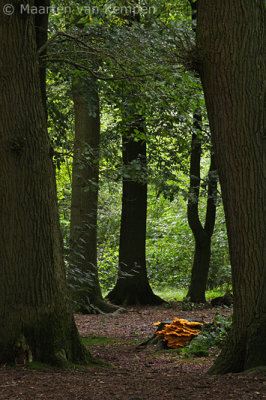 Chicken of the woods (Laetiporus sulphureus)