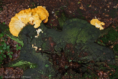 Chicken of the woods (Laetiporus sulphureus)
