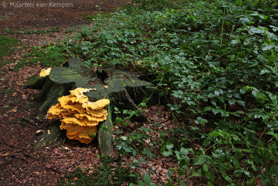 Chicken of the woods (Laetiporus sulphureus)