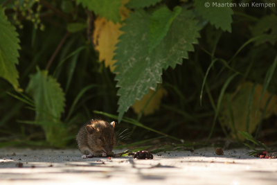 Wood mouse (Apodemus sylvaticus)