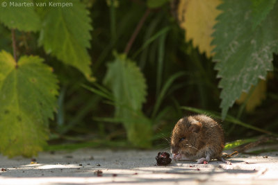 Wood mouse <BR>(Apodemus sylvaticus)