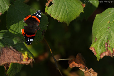 Red admiral (Vanessa atalanta)