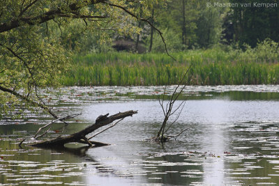 Red-eared slider