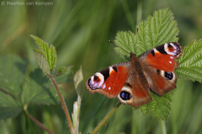 Peacock butterfly (Inachis io)