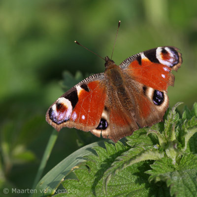 Peacock butterfly (Inachis io)