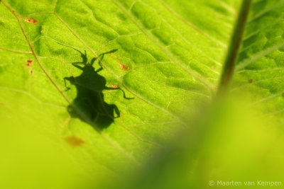 Shield bug spec