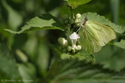 Brimstone (Gonepteryx rhamni)