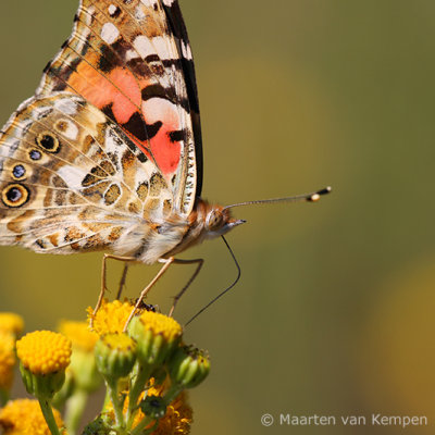 Painted lady (Vanessa cardui)