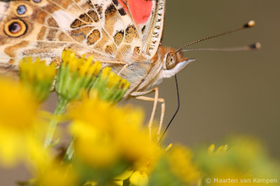 Painted lady (Vanessa cardui)