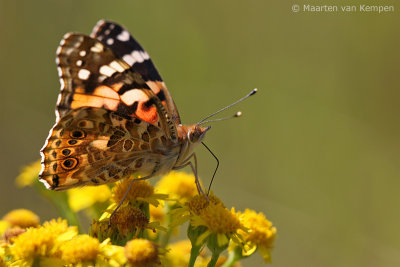 Painted lady (Vanessa cardui)