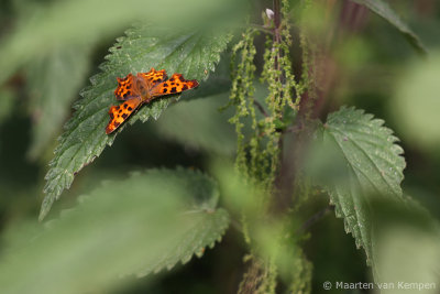 Comma butterfly (Polygonia c-album)