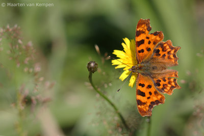 Comma butterfly <BR>(Polygonia c-album)