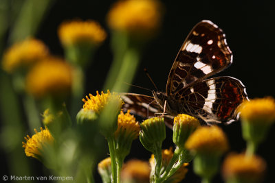 Map butterfly (Araschnia levana)